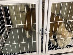 -宠物梦想家(日月豪庭店)