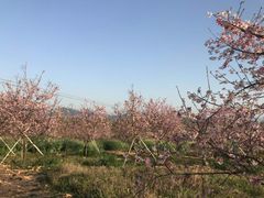 -天适樱花悠乐园