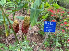 -中国科学院西双版纳热带植物园