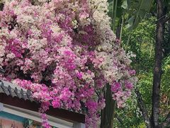 -深圳国际园林花卉博览园