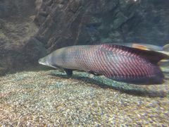 -太平洋海底世界