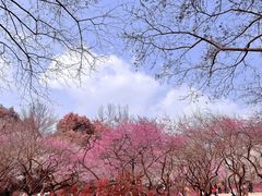 -杭州植物园