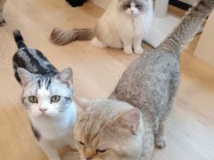 -有喵·猫咖·狗咖·40+猫狗有小奶狗(岗厦店)