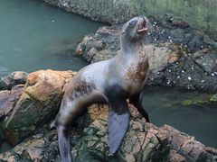 -西霞口神雕山野生动物世界