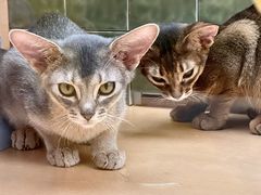 -帕帕拉兹宠物(亚洲旗舰店)