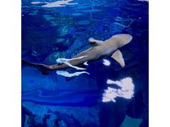 -迪拜水族馆及水下动物园