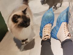 -猫儿山۰猫主题餐厅