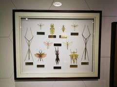 -上海昆虫博物馆