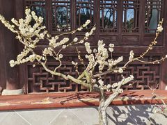 -秋霞圃