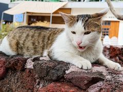 -MINDFO咖啡厅(岗顶店)