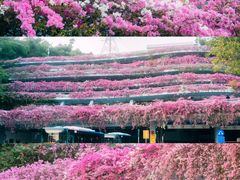 -深圳仙湖植物园-停车场