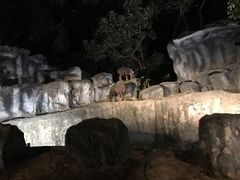 -清迈夜间动物园