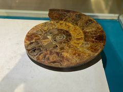 -青岛贝壳博物馆