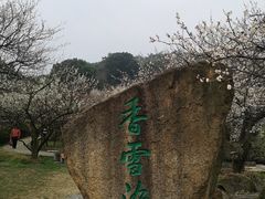 -香雪海
