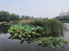 -前关湿地公园