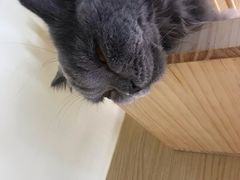 -猫和宫(六道口店)