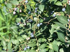 -金谷域澳洲庄园