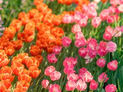 -深圳市中科院仙湖植物园