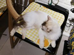 -平行世界·猫咖(首经贸店)