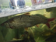 -东胜客河鲜店·西江河鲜·老字號渔家菜