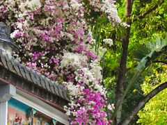 -深圳国际园林花卉博览园