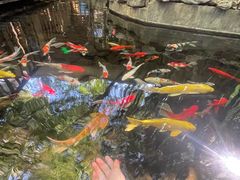 -勐丽梦兰傣味餐厅