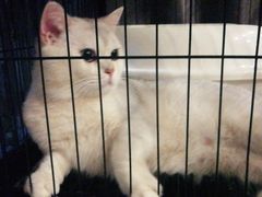 -瑞派名望志远动物医院·猫科·內科·异宠专科(直港大道店)