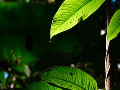 -中国科学院西双版纳热带植物园