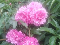 -长春公园(普阳街道)