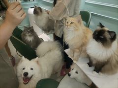-安格丽娜·狗咖·猫咖羊驼咖(春熙路百盛商场店)