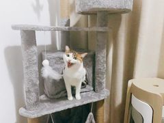 -御宝贝·A梦猫科宠物医院(国际猫友好医院)