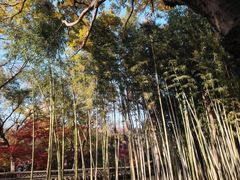 -秋霞圃