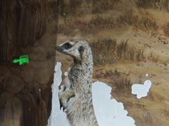 -正佳雨林生态植物园