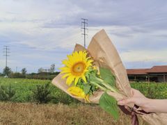 -杭州湾海上花田景区