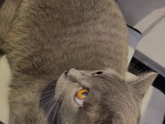-纳吉亚猫专科动物医院·北北分院