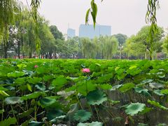 -四川大学(望江校区)