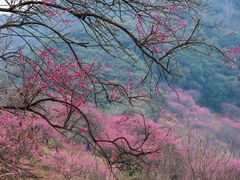 -新建村梅花