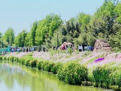 -荷兰花海