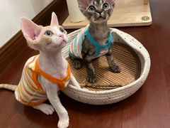 -山宅一喵德文卷毛猫舍