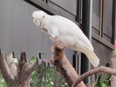 -广州长隆飞鸟乐园