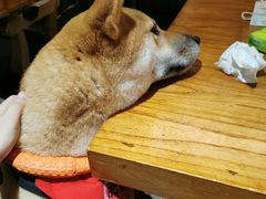 -more than meow吴止猫主题餐厅(承德 中船汇店)