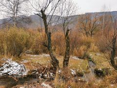 -塞罕坝国家级自然保护区