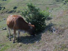 -大姆山草场