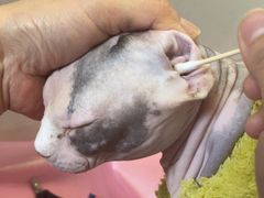 -北京观赏动物医院·24小时大型综合·猫专科·异宠专科