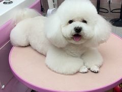 -FAELING PETS美天灵宠物(富力广场店)
