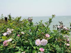 -贡湖湾湿地公园