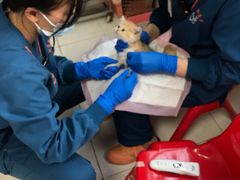 -阿荣24H宠物医院·综合型转诊中心·CT·核磁影像中心