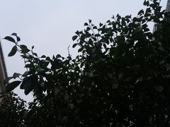 -陈家山荷花公园