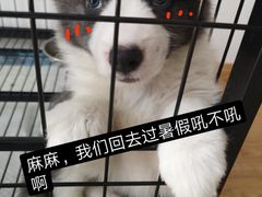 -翊宠yipet猫狗购宠庄园犬舍•猫舍