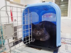-伟伟宠物医院·CT影像中心·瑞派犬猫综合性门诊(汉口总院)